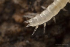 Symphyla