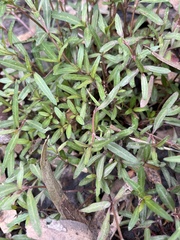 Alternanthera denticulata