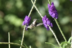 Colibri delphinae