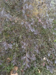 Loropetalum chinense