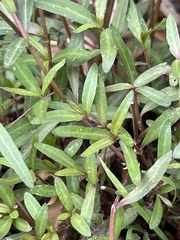Alternanthera denticulata