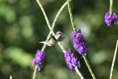 Colibri delphinae