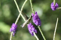 Colibri delphinae