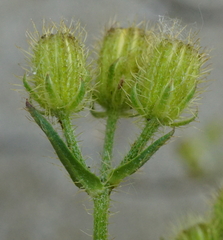 Crepis setosa
