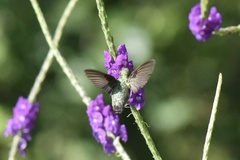 Colibri delphinae