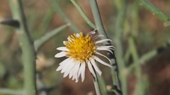 Chloracantha spinosa spinosa