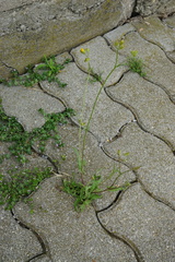 Crepis setosa