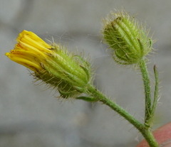 Crepis setosa