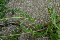 Crepis setosa
