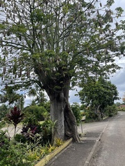 Ceiba pentandra