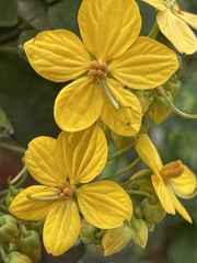 Senna occidentalis