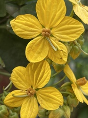 Senna occidentalis