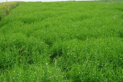 Lathyrus sativus