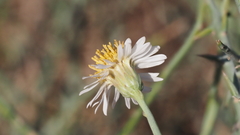 Chloracantha spinosa spinosa