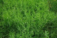 Lathyrus sativus