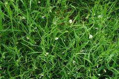 Lathyrus sativus