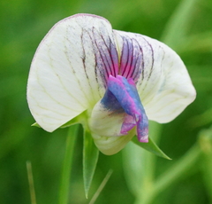Lathyrus sativus