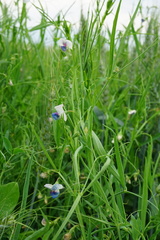 Lathyrus sativus