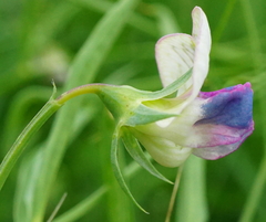 Lathyrus sativus
