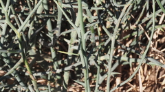 Chloracantha spinosa spinosa