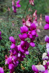 Lathyrus vestitus alefeldii