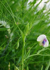 Lathyrus sativus