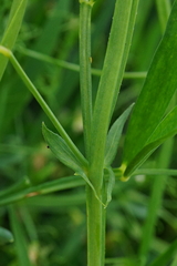 Lathyrus sativus