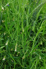 Lathyrus sativus