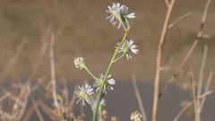 Chloracantha spinosa spinosa