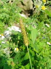 Cenchrus echinatus