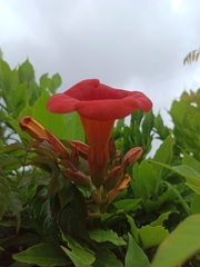Campsis × tagliabuana