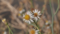 Chloracantha spinosa spinosa