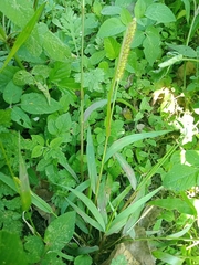 Cenchrus echinatus