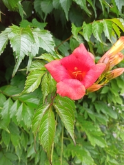 Campsis × tagliabuana