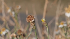 Chloracantha spinosa spinosa
