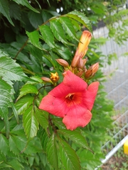 Campsis × tagliabuana