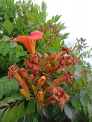 Campsis × tagliabuana