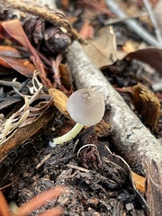 Bolbitius aleuriatus