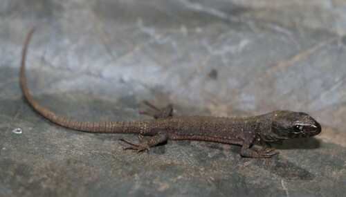 Tarascan Tropical Night Lizard (Lepidophyma tarascae)