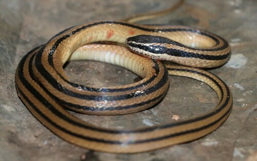 Michoacan Black-striped Snake