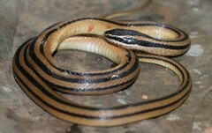 Coniophanes michoacanensis