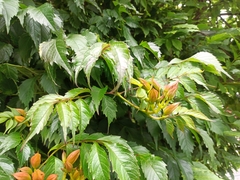 Campsis × tagliabuana