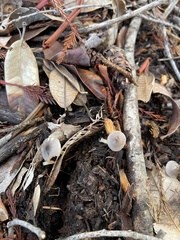 Bolbitius aleuriatus