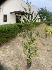 Diospyros ferrea