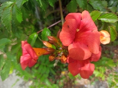 Campsis × tagliabuana