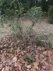 Crataegus marshallii