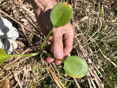 Limnobium laevigatum