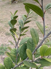 Diospyros ferrea