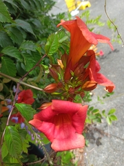 Campsis × tagliabuana