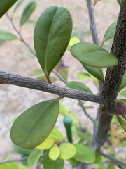 Diospyros ferrea